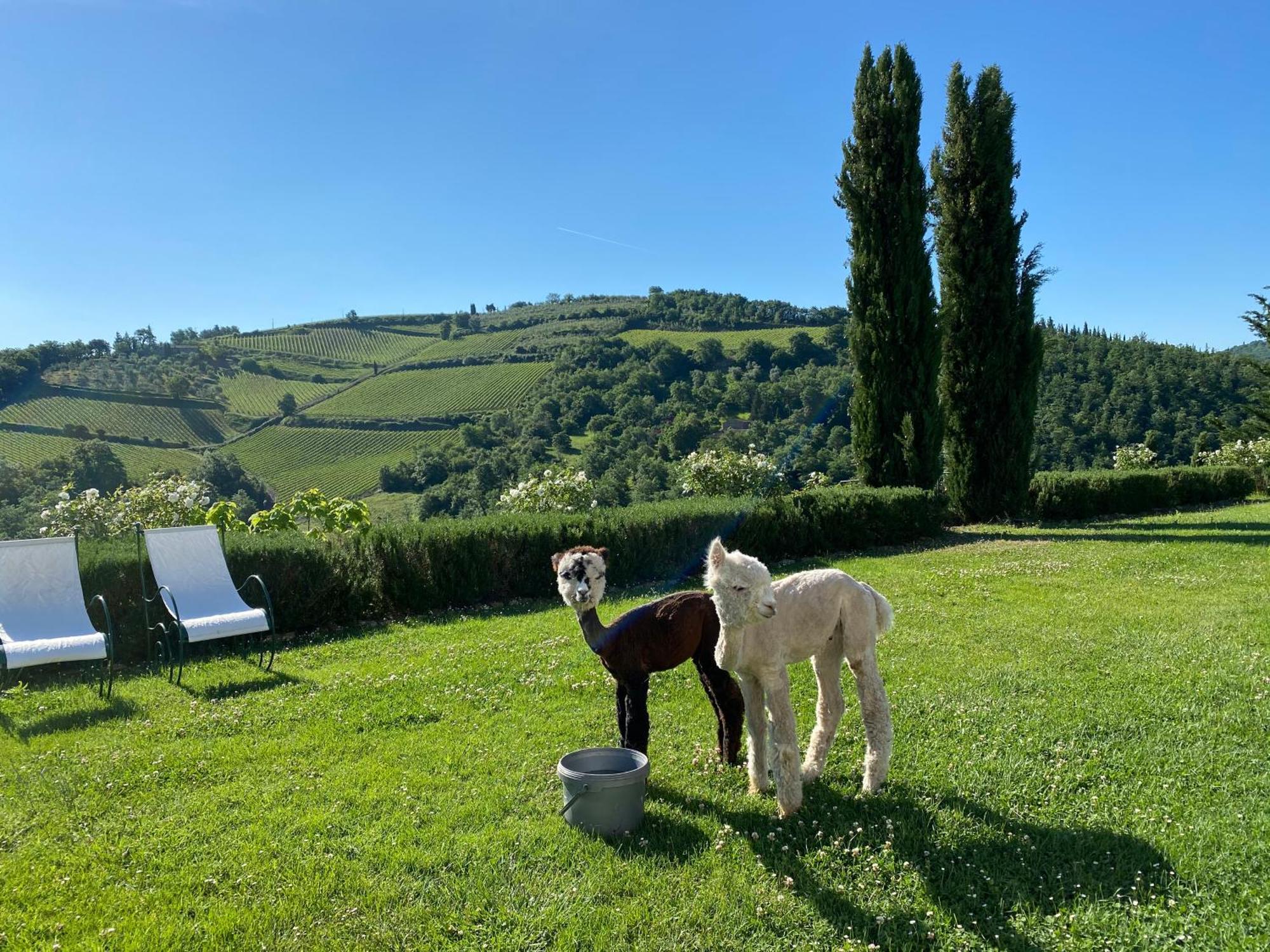 Villa Rignana Chianti Estate, Pool, Tennis,Cook Greve in Chianti Kültér fotó